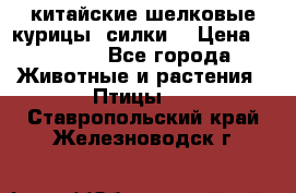 китайские шелковые курицы (силки) › Цена ­ 2 500 - Все города Животные и растения » Птицы   . Ставропольский край,Железноводск г.